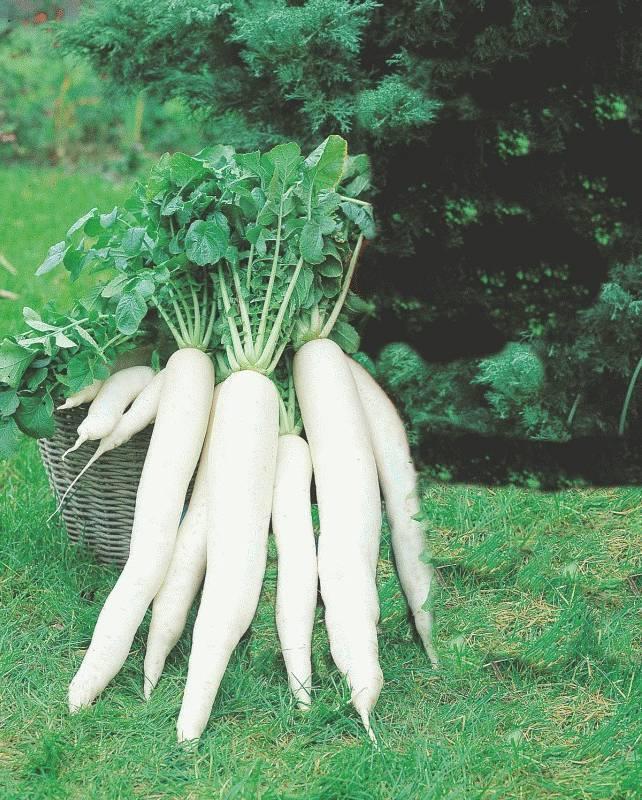JAPANA F1 Summer radish, 85 days Intense growth White, columnar roots with blunt pointy ends Length: 35cmm; good conditions + ridges: even