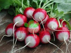 POLONEZA Early variety, 29-33 days Good for forcing and outdoor growing Red, round taproots White tip at the bottom White, slightly pink, mild