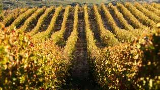 Vineyard profile Vineyard profile Terroir : very rocky limestone soil of