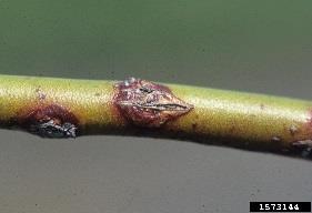 Botryosphaeria Stem Canker Caused by a fungus Symptoms Small red lesions on stems develop into cankers Stems may become girdled and die Fungus infects current season s growth in late spring, but