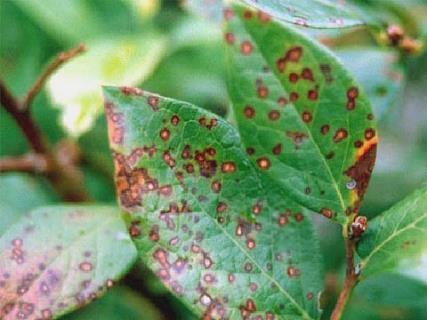 Septoria Leaf Spot and Stem Canker Caused by a fungus Symptoms White/tan spots with reddish-purple borders with dark spore-producing structure in center of spot Purple lesions on stems that