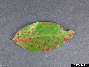 Diseases Cold damage Photo from MS Fruit and
