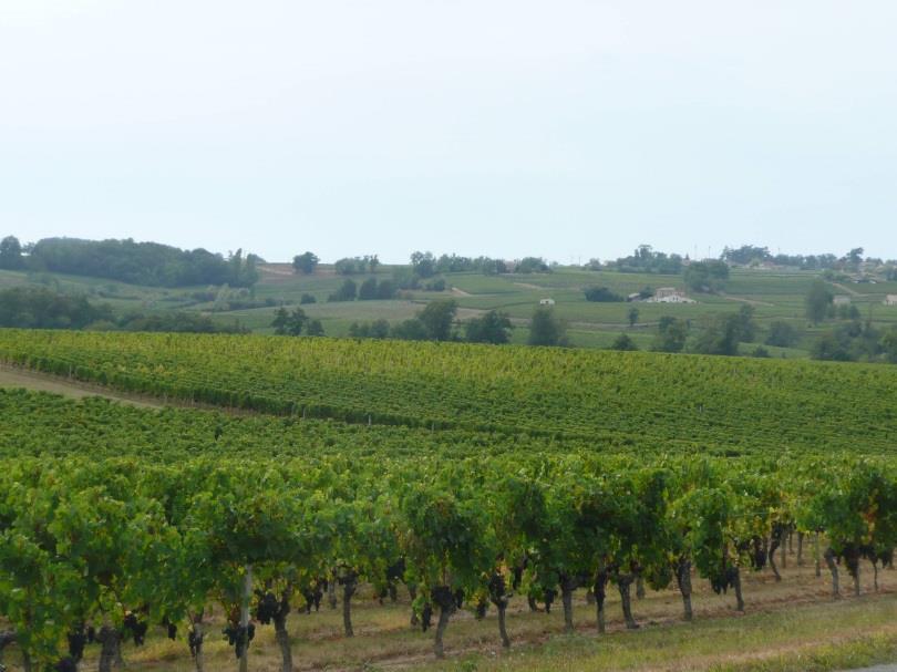 Vine nitrogen status Nitrogen impacts on : Yield and vigor
