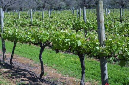 A new system for rapid grapevine