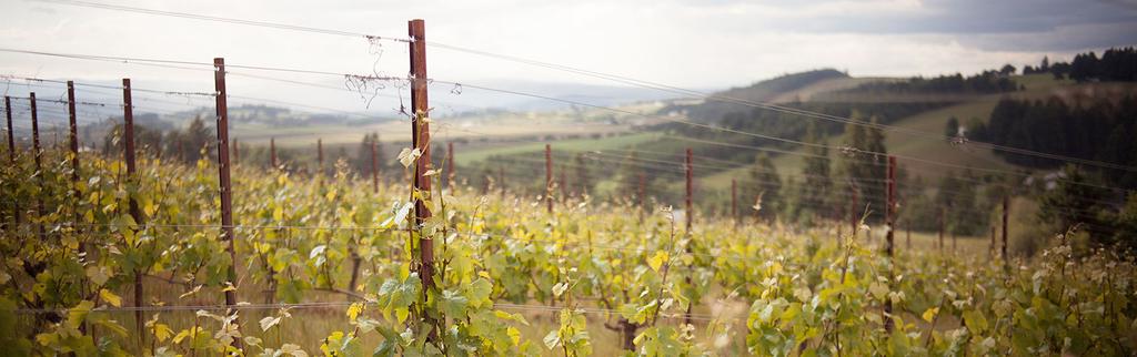 LIVE Wines Backgrounder Certified Sustainable Northwest Wines Principled Wine Production LIVE Wines are independently certified to meet strict international standards for environmentally and socially