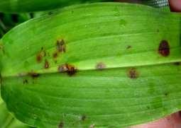lanceolate, stem leaf sheath not curled or folded, reddish hairs