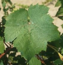 Regulations In France, Aligoté B is officially listed in the "Catalogue of Vine varieties".