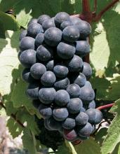 Use Wine grape variety Evolution of area under vines in France 1958 1968 1979 1988 1998 2008 2011 ha 37806 36257 33869 33620 36653 35084 28719 Description Identification