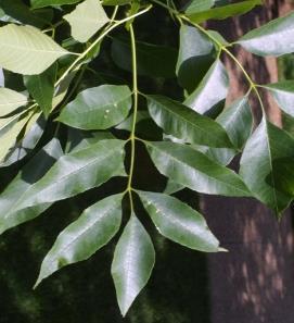 species, most common green ash Declining due to Emerald