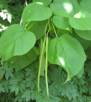 heart-shaped leaves Long distinctive seed pods ( big
