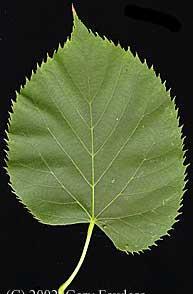 Alternate Leaf Tree Species Simple Leaves American Basswood or Linden