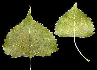 Cottonwood (Populus deltoides) Triangular shaped leaves (flat base)