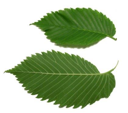 Elm (Ulmus species) Simple pinnately veined leaves