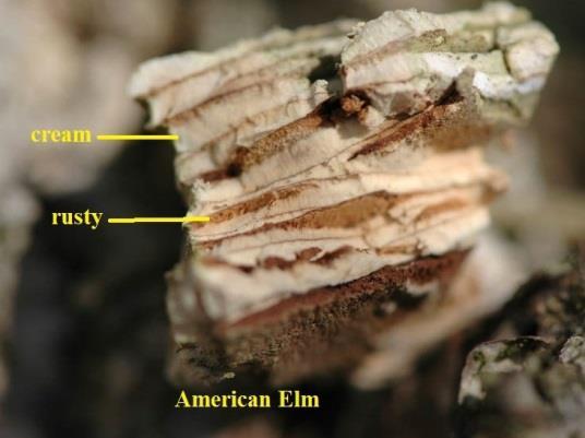 Elm (Ulmus americana) Under bark has layers of