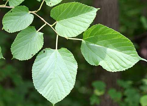 Some leaves are entire but others have lobes Red Mulberry (Morus rubra)