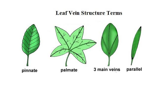 Leaves come in all sizes and shapes. Below are basic terms used to describe leaves: Leaf veins export sugars from the leaves down through the tree and import water and nutrients from the roots.