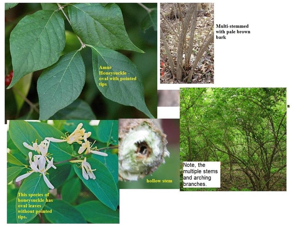 PART ONE: COMMON INVASIVE WOODY SPECIES These are the most frequently encountered invasive shrubs and small trees you will be asked to identify and control.