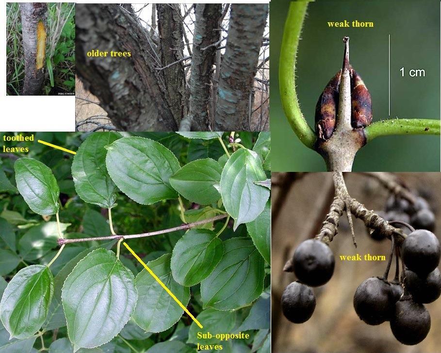 Common Buckthorn (Rhamnus cathartica) Shrub or small tree Round leaves are sub-opposite, toothed, usually dark green Small, weak thorns Deep pitchfork veins on underside (curved towards the leaf