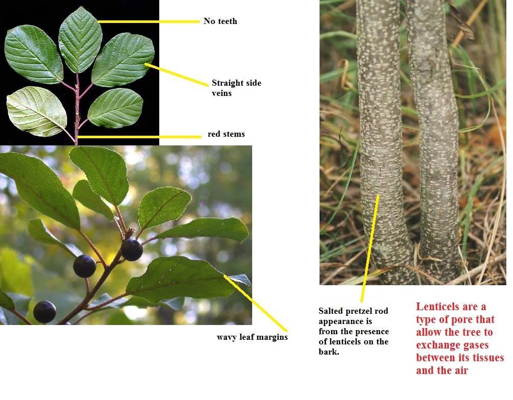 Glossy Buckthorn (Rhamnus alnus or Rhamnus frangula) Shrub or small tree (12 ft.