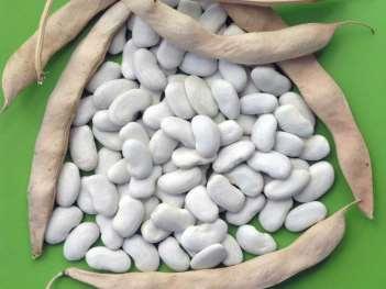 B r e e d i n g goals Domestic program of bean breeding was aimed at the development of high-yielding varieties, suitable for growing in pure stand and