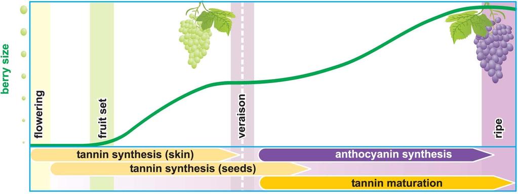 Tannin synthesis and maturation Colour & tannin during development Anthocyanins are synthesised after