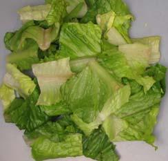 Discoloration Rating Scale for Romaine