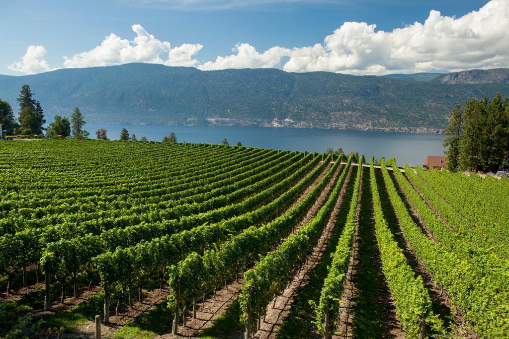 Wines of British Columbia Liberal Party