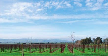 The Los Carneros Appellation received its American Viticultural Area (AVA) designation in 1983.