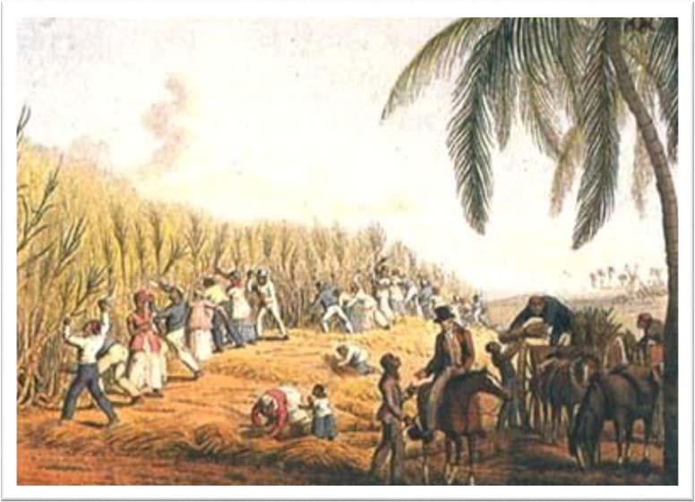 plantations - Large farms with many workers. - Spanish raised export crops of tobacco and sugarcane.