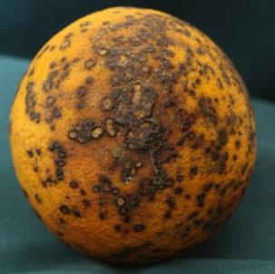 Fruit symptoms: Variable. Four main types: 1) Hard spot (most common and diagnostic) Small, round, sunken lesions with gray centers with brick red to black margins.