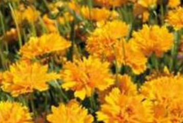 Coreopsis Early