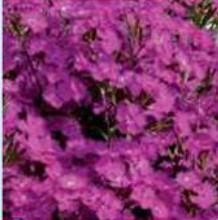 Purple Flowers;