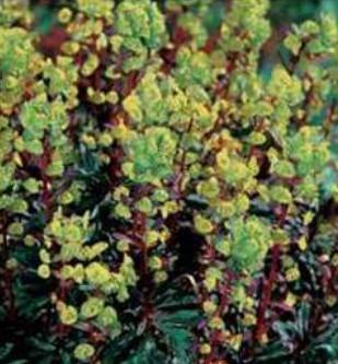 Euphorbia Amygdaloides