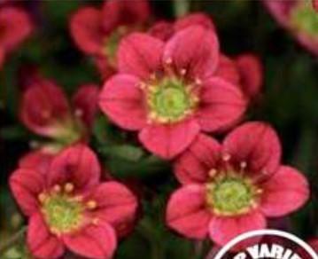 Saxifraga Rocco Red Flowers;
