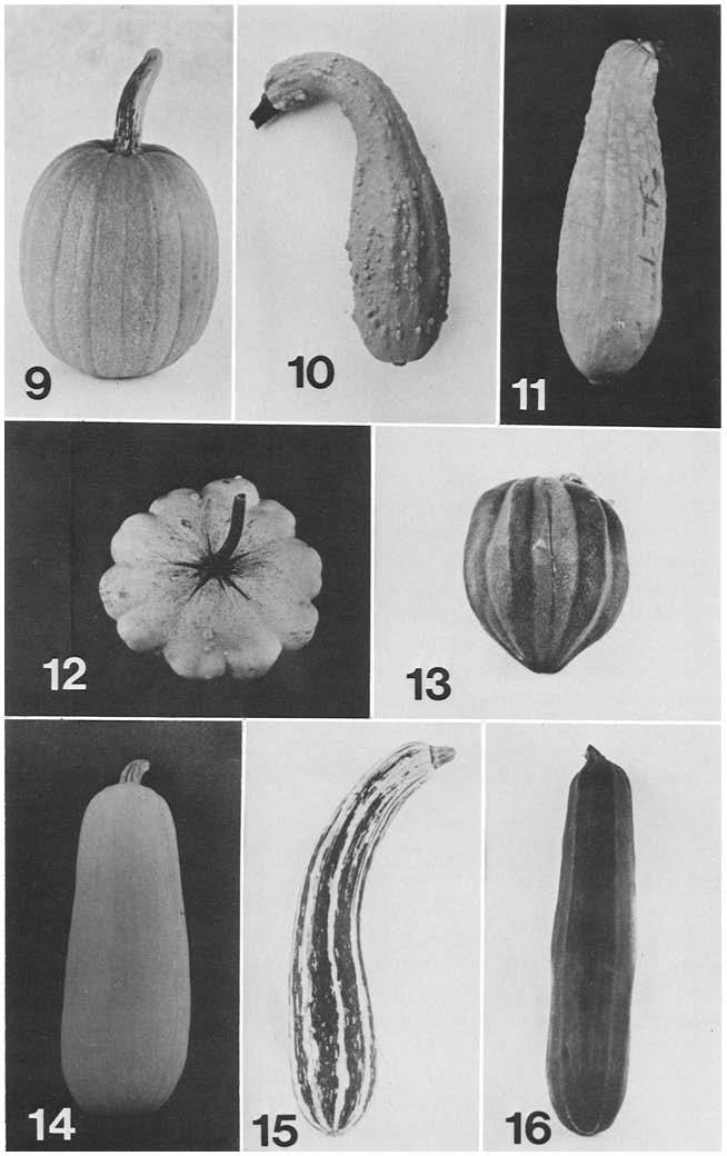 432 ECONOMIC BOTANY [VOL. 43 Fig. 9-16. Representative mature (40-5O d past anthesis) fruits of the eight Cucurbita pepo cultivar groups grown for culinary purposes. Fig. 9, Pumpkin 'Spookie'.