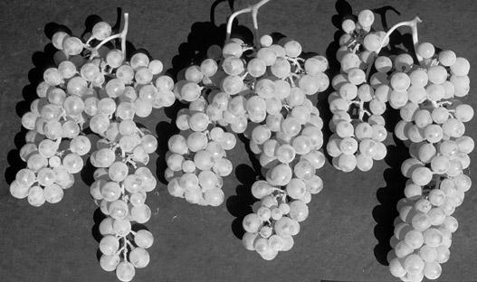 His research provides the grape industry with performance information and recommendations for important warm climate cultivars-- French Colombard, Chenin blanc, Barbera, Muscat of Alexandria, Muscat