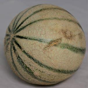 Split in the melon affecting the