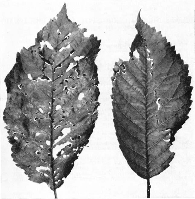 516 Prunus viruses Fig. l-"tatter leaf" symptoms of NRSV on leaves of F12/1 cherry rootstock. [Photo 1. W. Endt serological reactions, their relationship to each other remained uncertain.