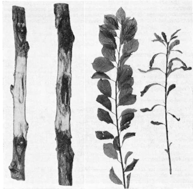 P. R. FRY AND G. A. WOOD 519 Fig. 2-Wood of Shirofugen cherry budded with healthy (left) and NRSV-infected (right) buds of Golden Queen peach. [Photo I. W. Endt Fig.