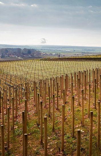Morey-Saint-Denis is located in Burgundy s Côte de Nuits, with Gevrey-Chambertin to its north and Chambolle-Musigny to its south.
