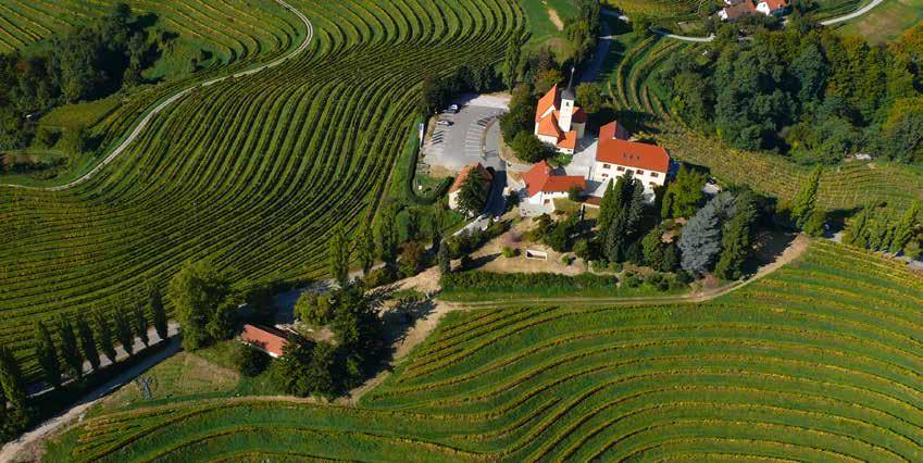 COMPANY FACTS Winemaking has been a Puklavec family tradition since 1934 The Puklavec Family is caretaker of 1,100 hectares of vines More than half of our vines are grown on steep, terraced slopes
