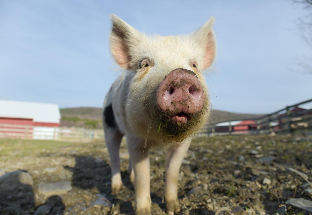 SEE THE PIG PICTURE Plan an activity to help your guests see #ThePigPicture and make the connection between eating plant-based foods and being a good neighbor to both pigs and people.