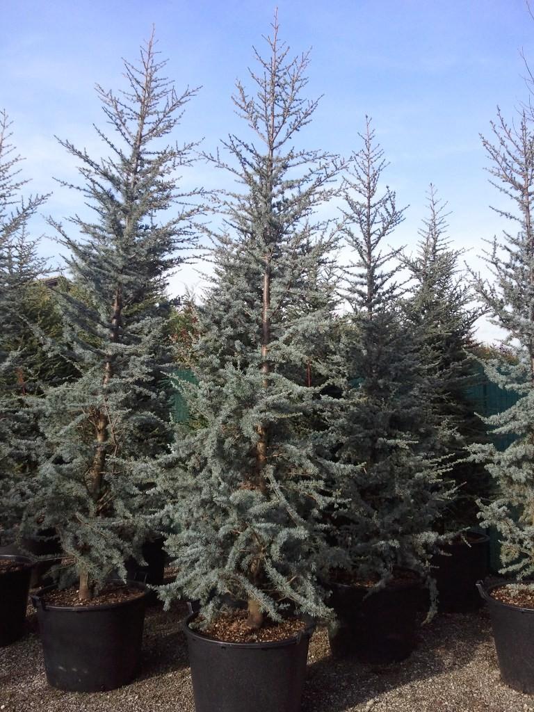 atlantica Glauca, Blue Cedar Origin: North Africa. Majestic conifer with wide, pyramidal habit.