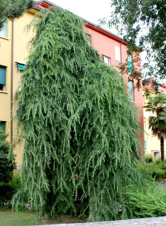 deodara Pendula, Weeping Himalyan Cedar Natural hybrid between deodora and deodora Robusta, selected in Germany. The above given sizes are only indicative due to its polymorphism.