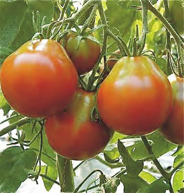 Early Girl Semi-determinate.- Large clusters of 5 oz. fruits are borne extremely early, continues longer than most varieties.
