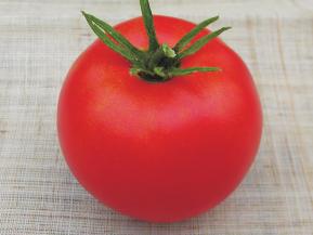 Giant Belgium Indeterminate- Heirloom - Plant produces good yields of huge 2 lb to 5 lb dark pink beefsteak tomatoes.