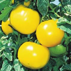 Lemon Boy Indeterminate-Disease Resistant-Plant produces good yields of large 8 oz bright lemon yellow tomatoes. Tomatoes are very flavorful, low acid and few seeds.