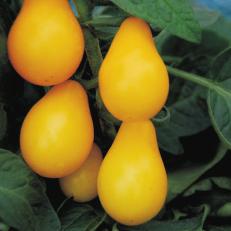 A variety from the USA. Terenzo Determinate If you prefer your cherry tomatoes on the sweet side, 'Terenzo' is for you. It has a brix sugar content of 6.0%.