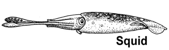 Most cephalopods are relatively small. The giant squid, the largest of invertebrates, reaches lengths of 15m. It is the favorite prey of sperm whales and the basis for many mythes about sea monsters.