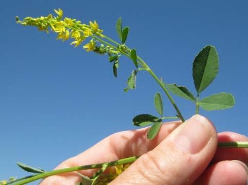 alfalfa, notched only towards the tip) Foliage is smooth; may have tiny hairs White or yellow pea like fragrant flowers Taproot Fixes
